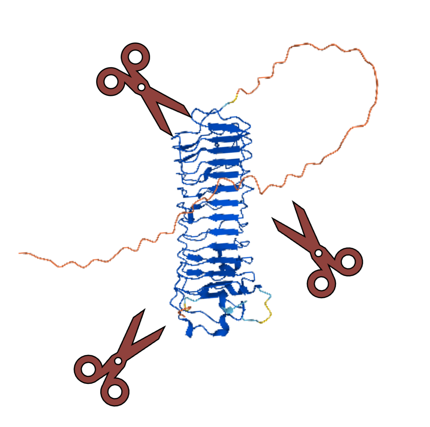 Proteolysis is the enzymatic cleavage of proteins and is carried out by proteases