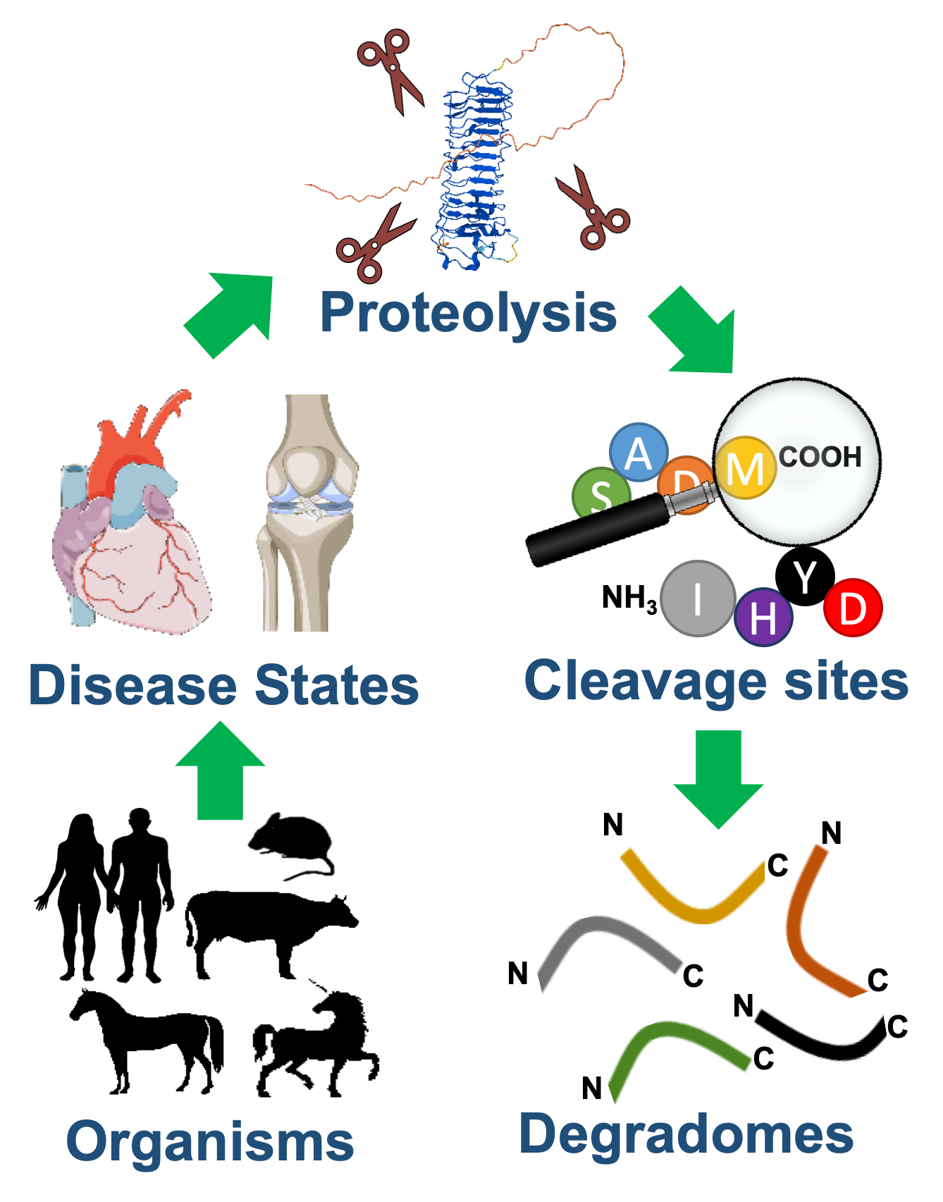 Image represents overview of degradomics